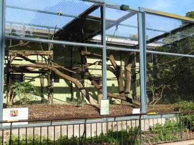 Capucin à poitrine jaune - 2017