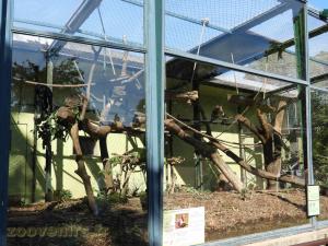 Capucin à poitrine jaune