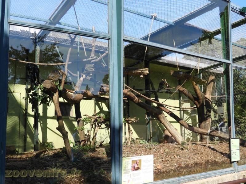 Capucin à poitrine jaune