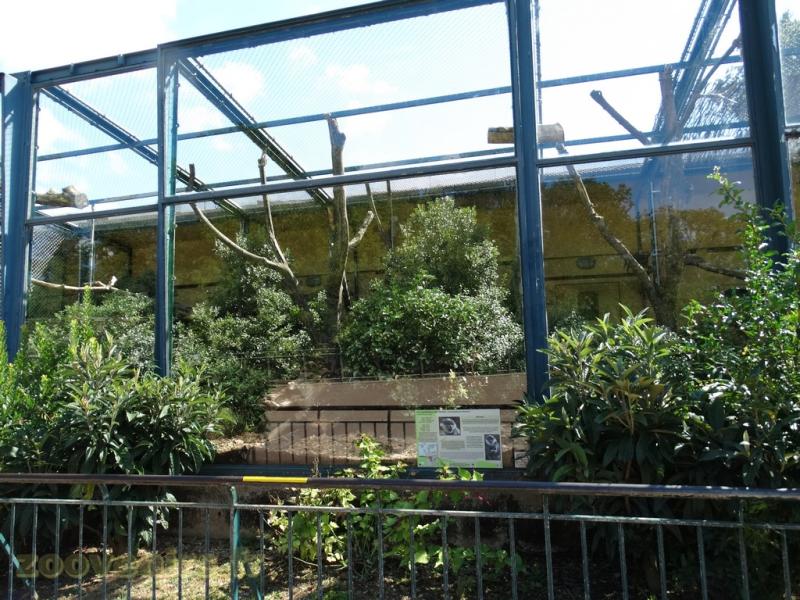 Cercopithéque de l' Hoest