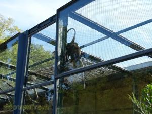 Cercopithéque de l' Hoest