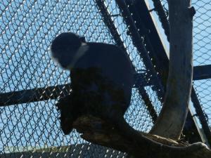 Cercopithéque de l' Hoest