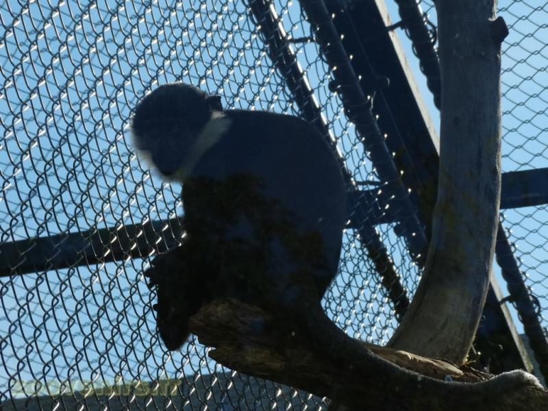 Cercopithéque de l' Hoest