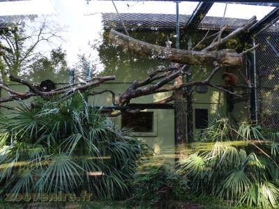 Grand hapalémur - 2017