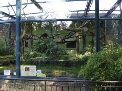 Lémur à ventre roux - 2017