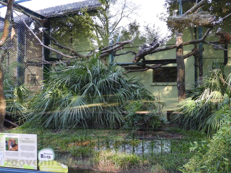 Lémur à ventre roux