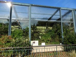 Saki à face blanche