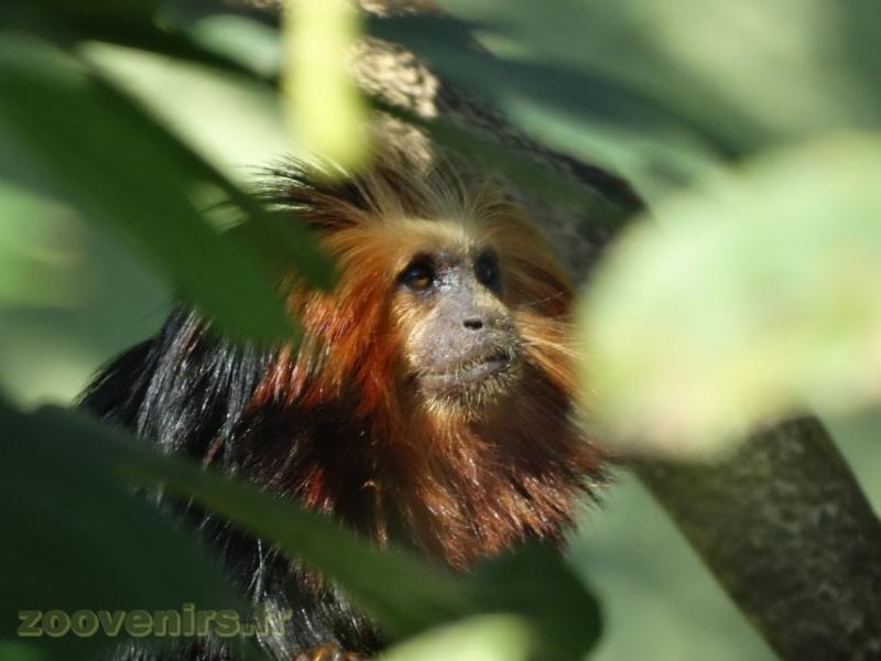 Tamarin lion