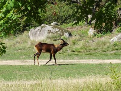 Cobe de Lechwe - 2017