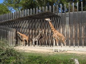 Girafe