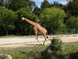 Girafe