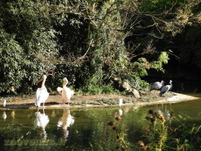 Pélican - Grue demoiselle - 2017