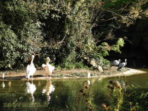 Pélican - Grue demoiselle