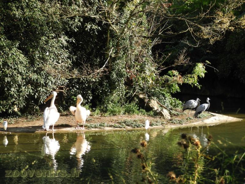 Pélican - Grue demoiselle