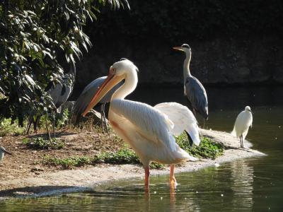 Pélican - Aigrette garzette - Héron - 2017