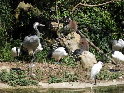 Maki catta - Grue cendrée -  Ibis sacré - Aigrette garzette - 2017