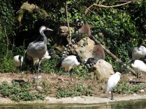 Maki catta - Grue cendrée -  Ibis sacré - Aigrette garzette