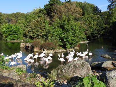 Flamant rose - 2017