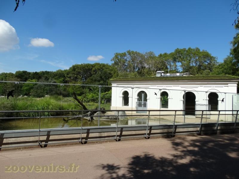 Crocodile d'Afrique de l'Ouest