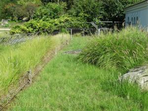 Crocodile d'Afrique de l'Ouest