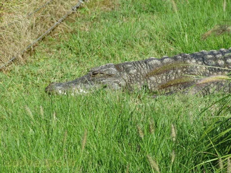 Crocodile d'Afrique de l'Ouest