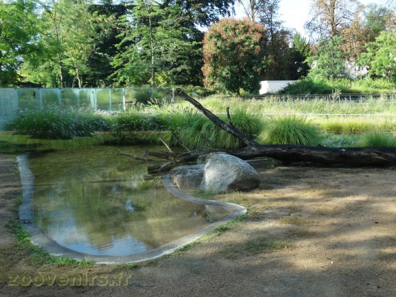 Crocodile d'Afrique de l'Ouest