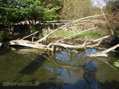 Tortue de Floride - 2017