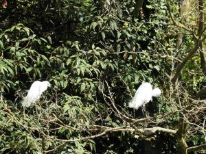 Aigrette garzette 