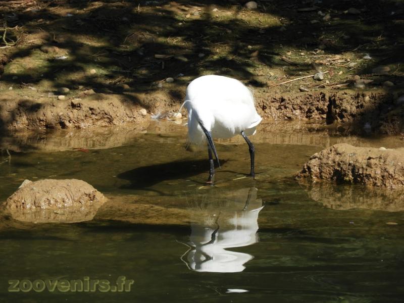 Aigrette garzette 