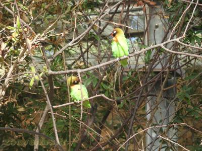 Inséparable à joues noires - 2017