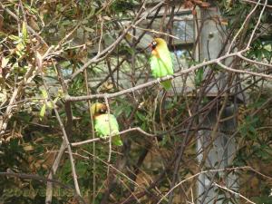 Inséparable à joues noires