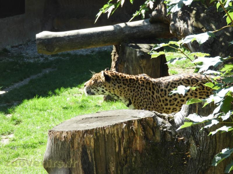 Jaguar