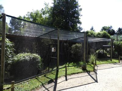 Hibou petit-duc à collier