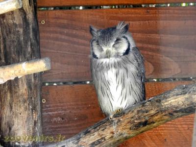 Hibou petit-duc à face blanche