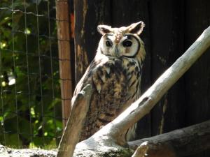 Hibou strié
