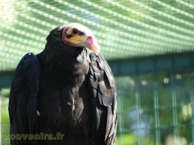 Urubu à tête jaune