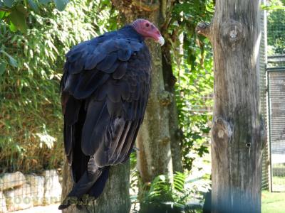 Urubu à tête rouge
