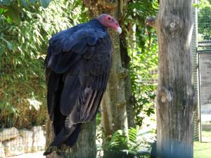 Urubu à tête rouge