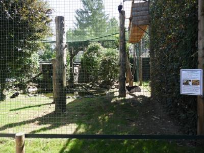 Urubu - Buse - Tortue de Floride