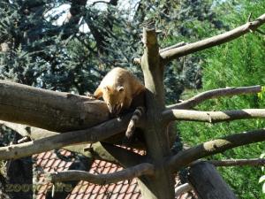 Coati à queue annelée