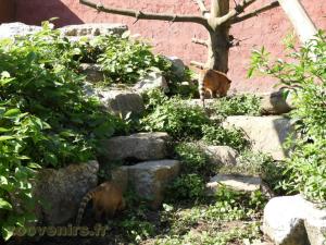 Coati à queue annelée