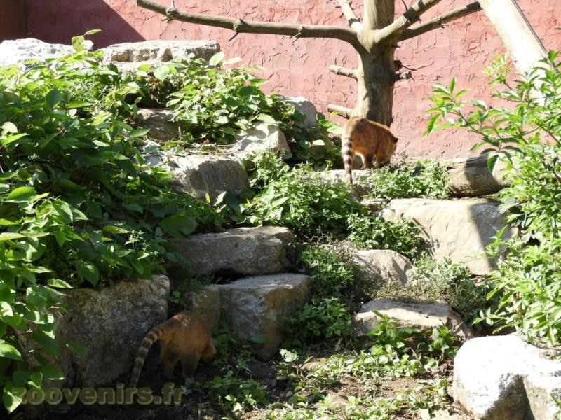 Coati à queue annelée
