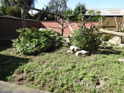 Coati à queue annelée