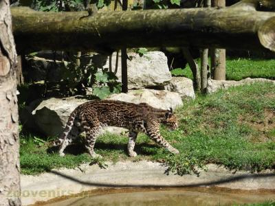 Ocelot