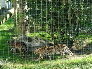 Ocelot