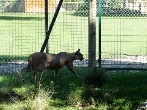 Caracal