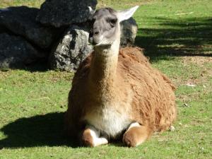 Lama 