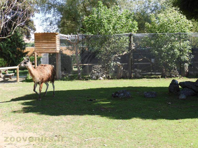 Lama