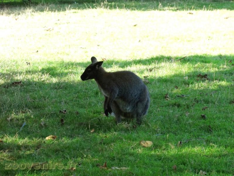 Wallaby de Bennett