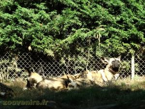 Lycaon